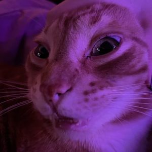 Meet your Posher, Tommy